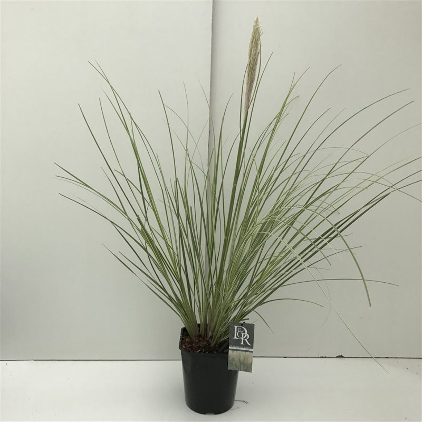 Cortaderia s. 'Mini silverpampas' - C5